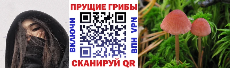 Купить закладки  Кирс  Галлюциногенные грибы Magic Shrooms 